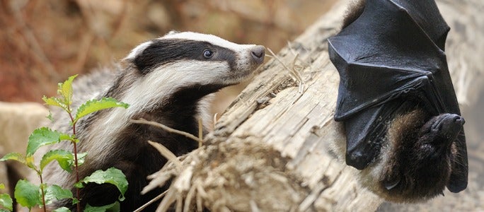 Holbox streeft naar BREEAM Excellent - dassen Holbox streeft naar BREEAM Excellent - dassen